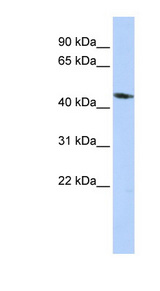 KCNJ1 / Kir1.1 antibody LS-C101547 Western blot of HepG2 cell lysate.
