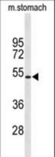 Western blot of KCNJ11 Antibody in mouse stomach tissue lysates (35 ug/lane). KCNJ11 (arrow) was detected using the purified antibody.