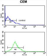 KCNJ11 Antibody flow cytometry of CEM cells (bottom histogram) compared to a negative control cell (top histogram). FITC-conjugated goat-anti-rabbit secondary antibodies were used for the analysis.