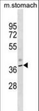 Mouse Kcnj11 Antibody western blot of mouse stomach tissue lysates (35 ug/lane). The Mouse Kcnj11 antibody detected the Mouse Kcnj11 protein (arrow).
