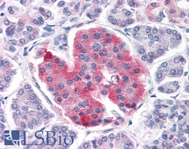 Anti-KCNJ11 / Kir6.2 antibody IHC of human pancreas. Immunohistochemistry of formalin-fixed, paraffin-embedded tissue after heat-induced antigen retrieval. Antibody LS-B3250 concentration 75 ug/ml.