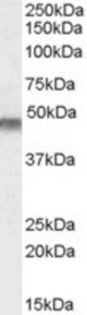 Antibody (0.1 ug/ml) staining of Human Muscle lysate (35 ug protein in RIPA buffer). Primary incubation was 1 hour. Detected by chemiluminescence.