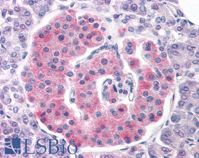 Anti-KCNJ11 / Kir6.2 antibody IHC of human pancreas. Immunohistochemistry of formalin-fixed, paraffin-embedded tissue after heat-induced antigen retrieval. Antibody LS-B3251 concentration 75 ug/ml.