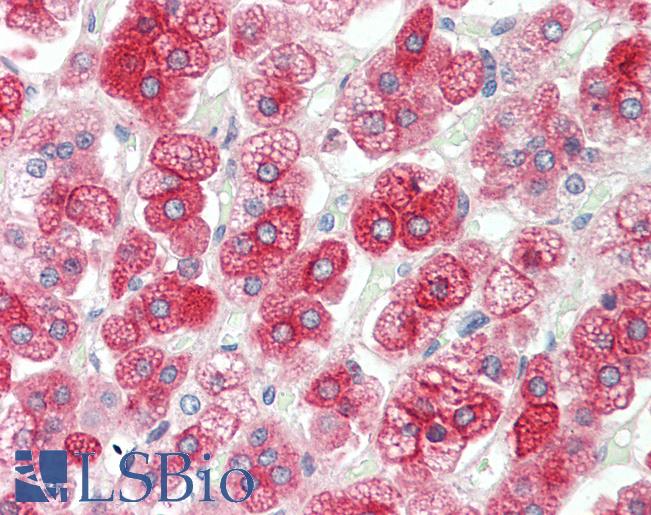 Anti-KCNJ13 / KIR7.1 antibody IHC staining of human adrenal. Immunohistochemistry of formalin-fixed, paraffin-embedded tissue after heat-induced antigen retrieval.