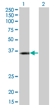 Western Blot analysis of KCNJ15 expression in transfected 293T cell line by KCNJ15 monoclonal antibody (M01), clone 1B2.Lane 1: KCNJ15 transfected lysate(42.6 KDa).Lane 2: Non-transfected lysate.