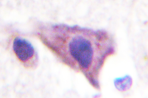 IHC of Kir5.1 (N410) pAb in paraffin-embedded human brain tissue.