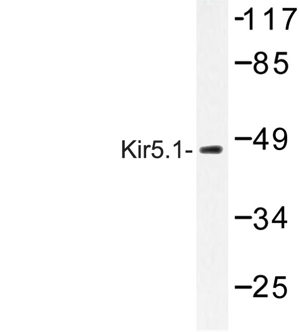 Western blot of Kir5.1 (N410) pAb in extracts from HeLa cells.
