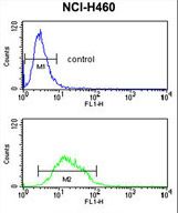 KCNJ2 Antibody flow cytometry of NCI-H460 cells (bottom histogram) compared to a negative control cell (top histogram). FITC-conjugated goat-anti-rabbit secondary antibodies were used for the analysis.