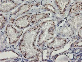 IHC of paraffin-embedded Human Kidney tissue using anti-KCNJ3 mouse monoclonal antibody.