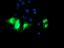 Anti-KCNJ3 mouse monoclonal antibody immunofluorescent staining of COS7 cells transiently transfected by pCMV6-ENTRY KCNJ3.
