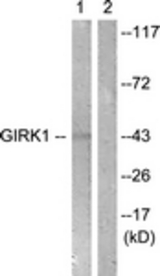 Western blot of extracts from NIH-3T3 cells, using GIRK1/KIR3.1/KCNJ3 (Ab-185) Antibody. The lane on the right is treated with the synthesized peptide.