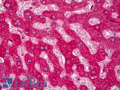 Anti-KCNJ4 / Kir2.3 antibody IHC of human liver, hepatocytes. Immunohistochemistry of formalin-fixed, paraffin-embedded tissue after heat-induced antigen retrieval. Antibody LS-B6727 concentration 5 ug/ml.