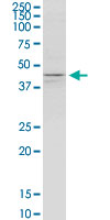 KCNJ5 monoclonal antibody (M01), clone 8D2. Western Blot analysis of KCNJ5 expression in K-562.