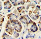KCNJ6 Antibody immunohistochemistry of formalin-fixed and paraffin-embedded human pancreas tissue followed by peroxidase-conjugated secondary antibody and DAB staining.