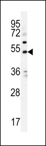KCNJ6 Antibody western blot of K562 cell line lysates (35 ug/lane). The KCNJ6 antibody detected the KCNJ6 protein (arrow).