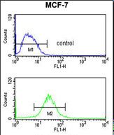 GRB14 Antibody (N-term) flow cytometry analysis of MCF-7 cells (bottom histogram) compared to a negative control cell (top histogram).FITC-conjugated goat-anti-rabbit secondary antibodies were used for the analysis.