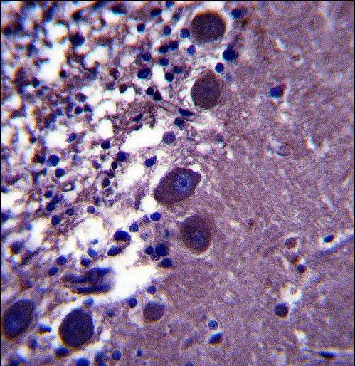 KCNK18 Antibody immunohistochemistry of formalin-fixed and paraffin-embedded human cerebellum tissue followed by peroxidase-conjugated secondary antibody and DAB staining.