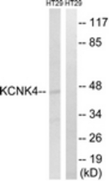 Western blot of extracts from HT-29 cells, using KCNK4 Antibody. The lane on the right is treated with the synthesized peptide.