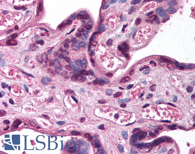 Anti-KCNK5 antibody IHC of human placenta. Immunohistochemistry of formalin-fixed, paraffin-embedded tissue after heat-induced antigen retrieval. Antibody LS-B979 concentration 5 ug/ml.