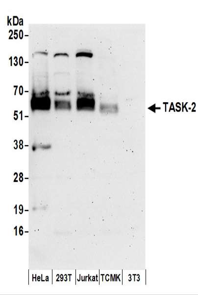 Detection of Human and Mouse TASK-2 by Western Blot. Samples: Whole cell lysate (50 ug) prepared using NETN buffer from HeLa, 293T, Jurkat, mouse TCMK-1, and mouse NIH3T3 cells. Antibodies: Affinity purified rabbit anti-TASK-2 antibody used for WB at 0.4 ug/ml. Detection: Chemiluminescence with an exposure time of 3 minutes.