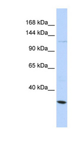 KCNMA1 antibody LS-C110211 Western blot of HeLa lysate.