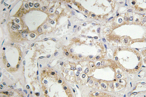 IHC of GRB14 (D123) pAb in paraffin-embedded human kidney tissue.