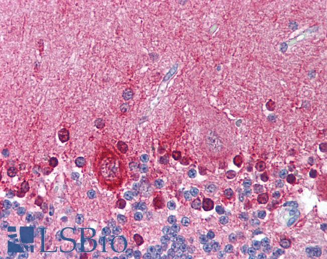 Anti-KCNMA1 antibody LS-A9574 IHC of human brain, cerebellum. Immunohistochemistry of formalin-fixed, paraffin-embedded tissue after heat-induced antigen retrieval.