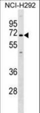 KCNN1 Antibody western blot of NCI-H292 cell line lysates (35 ug/lane). The KCNN1 antibody detected the KCNN1 protein (arrow).
