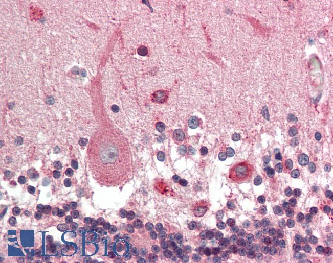Anti-KCNN1 antibody IHC staining of human brain, cerebellum. Immunohistochemistry of formalin-fixed, paraffin-embedded tissue after heat-induced antigen retrieval. Antibody LS-B11463 concentration 10 ug/ml.