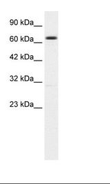 HepG2 Cell Lysate