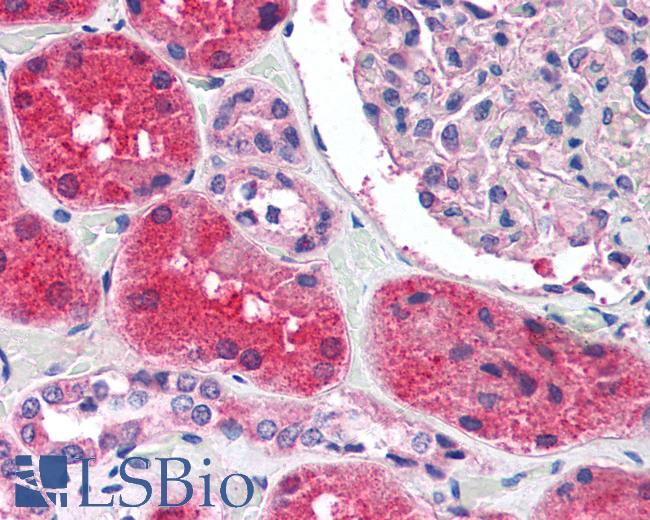 Anti-KCNN2 antibody LS-A9578 IHC of human kidney. Immunohistochemistry of formalin-fixed, paraffin-embedded tissue after heat-induced antigen retrieval.