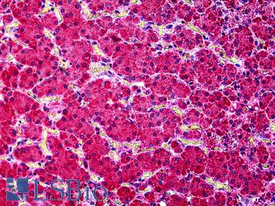 Anti-KCNN4 antibody IHC of human adrenal. Immunohistochemistry of formalin-fixed, paraffin-embedded tissue after heat-induced antigen retrieval. Antibody LS-B5138 concentration 3.75 ug/ml.