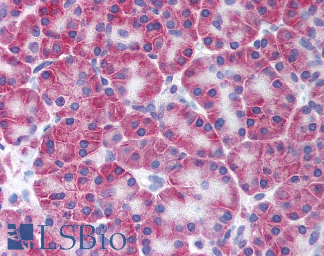 Anti-KCNN4 antibody LS-A9579 IHC of human pancreas. Immunohistochemistry of formalin-fixed, paraffin-embedded tissue after heat-induced antigen retrieval.