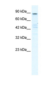 KCNQ2 antibody LS-B981 Western blot of HepG2 cell lysate.