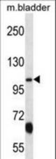 KCNQ3 Antibody western blot of mouse bladder tissue lysates (35 ug/lane). The KCNQ3 antibody detected the KCNQ3 protein (arrow).