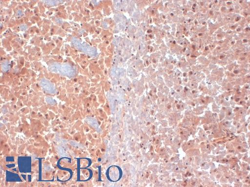 IHC analysis of KCNQ4 in frozen sections of mouse brain extract using KCNQ4 antibody.