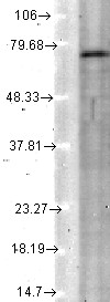 KCNQ4 (S43-6), Rat tissue lysate.