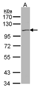 Sample (30 ug of whole cell lysate). A:293T. 7.5% SDS PAGE. KCNQ5 antibody diluted at 1:500