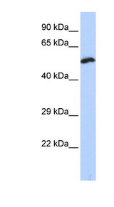 KCNS1 / Kv9.1 antibody LS-C101532 Western blot of HeLa lysate.