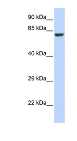 KCNV1 / Kv8.1 antibody LS-C101651 Western blot of 293T cell lysate.