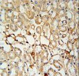 KCNV1 Antibody immunohistochemistry of formalin-fixed and paraffin-embedded mouse kidney tissue followed by peroxidase-conjugated secondary antibody and DAB staining.