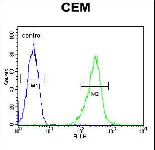 KCNV1 Antibody flow cytometry of CEM cells (right histogram) compared to a negative control cell (left histogram). FITC-conjugated goat-anti-rabbit secondary antibodies were used for the analysis.