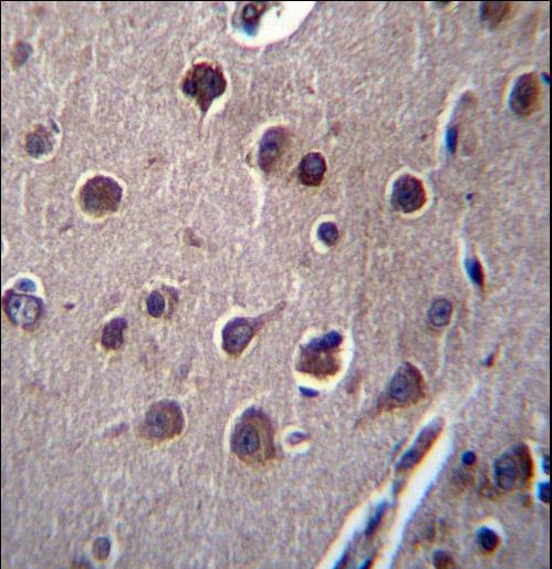 KCTD10 Antibody immunohistochemistry of formalin-fixed and paraffin-embedded human brain tissue followed by peroxidase-conjugated secondary antibody and DAB staining.