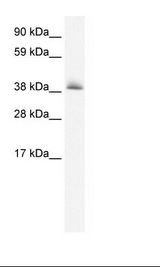 Fetal Heart Lysate