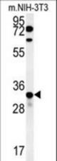 KCTD15 Antibody western blot of mouse NIH-3T3 cell line lysates (35 ug/lane). The KCTD15 antibody detected the KCTD15 protein (arrow).
