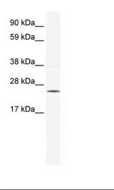 Fetal Lung Lysate