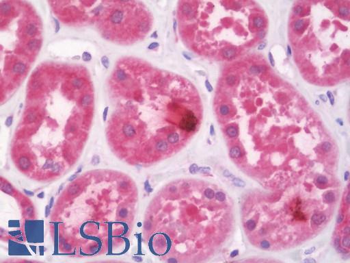 Anti-KDELR2 antibody IHC staining of human kidney. Immunohistochemistry of formalin-fixed, paraffin-embedded tissue after heat-induced antigen retrieval. Antibody LS-B10979 concentration 5 ug/ml.