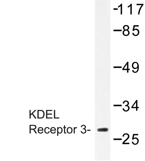 Western blot of KDEL Receptor 3 (L95) pAb in extracts from 3T3 cells.