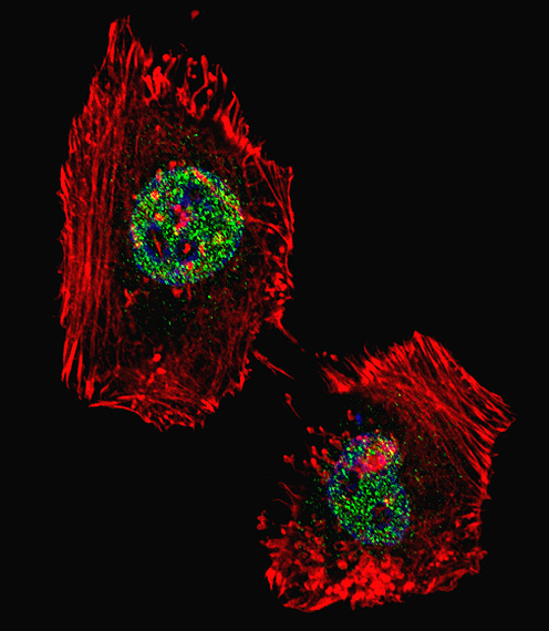 Fluorescent confocal image of HeLa cell stained with hLSD1-Y712. HeLa cells were fixed with 4% PFA (20 min), permeabilized with Triton X-100 (0.1%, 10 min), then incubated with hLSD1 primary antibody (1:25, 1 h at 37°C). For secondary antibody, Alexa Fluor 488 conjugated donkey anti-rabbit antibody (green) was used (1:400, 50 min at 37°C). Cytoplasmic actin was counterstained with Alexa Fluor 555 (red) conjugated Phalloidin (7units/ml, 1 h at 37°C). Nuclei were counterstained with DAPI (blue) (10 ug/ml, 10 min). hLSD1 immunoreactivity is localized to nucleus significantly.