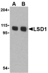 Western blot of in P815 cell lysate with KDM1A (LSD1) antibody at (A) 1 and (B) 2 ug/ml.